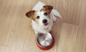 Important things to know while you doing Pet care at home