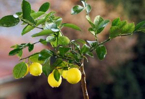 Many benefits of lemon leaves, know the right way to use them