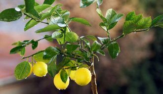 Many benefits of lemon leaves, know the right way to use them
