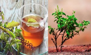 As holy as it is beneficial, Tulsi leaves remove every disease