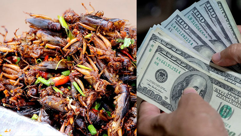 Now the cockroaches are kept in the house leaving the dog and cat, you will get 2000 dollars