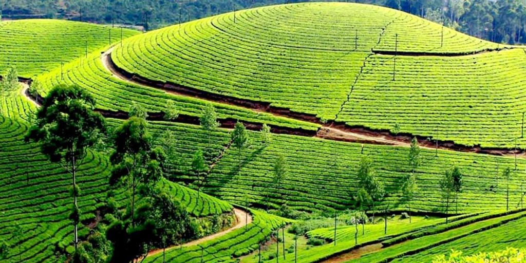 Nilgiri tea plantations
