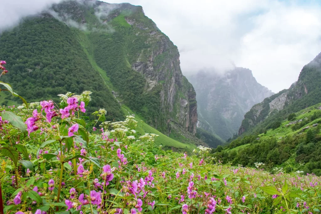 valley of flowers in uttarakhand