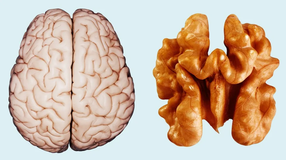 Benefits of walnuts for brain, heart, weight loss 3 benefits of walnuts