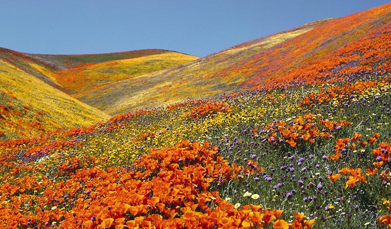 yumthang valley