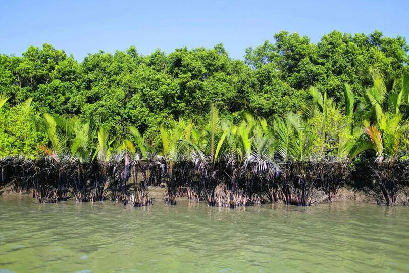 Sundarbans National Park