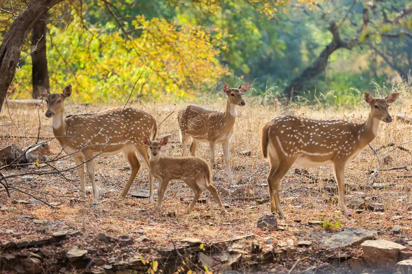 Ranthambore National Park