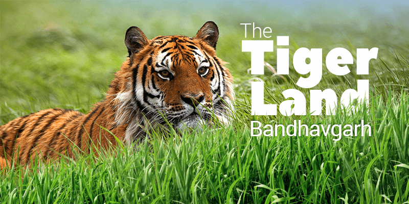 Jungle safaris in India you must enjoy 8 Bandhavgarh National Park jungle safaris