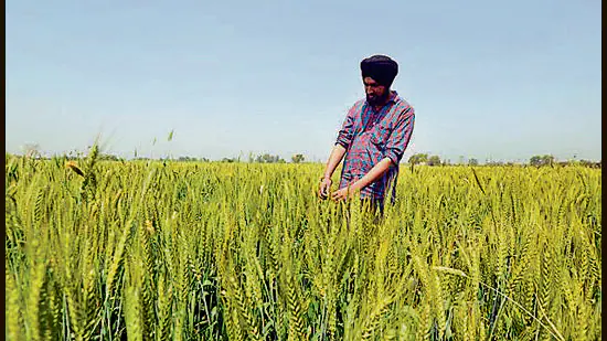 crops of punjab