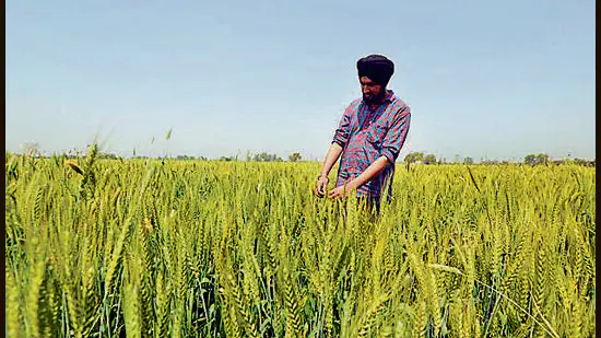 Punjab : Importance of Sarson ka Saag and Makki ki roti 9 crops of punjab