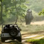 Jungle safaris in India you must enjoy