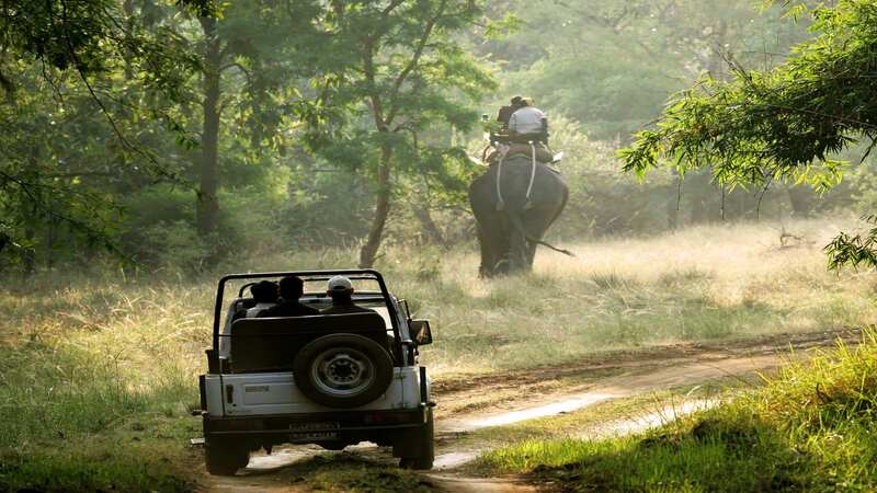 Jungle safaris in India you must enjoy