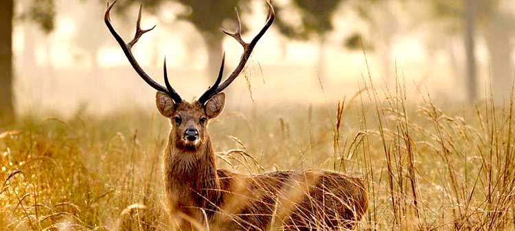 Jungle safaris in India you must enjoy 9 Kanha National Park for jungle safaris