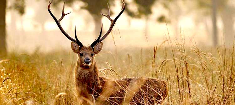 Kanha National Park for jungle safaris