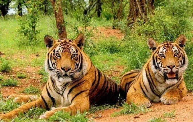 Sariska Tiger Reserve for jungle safaris