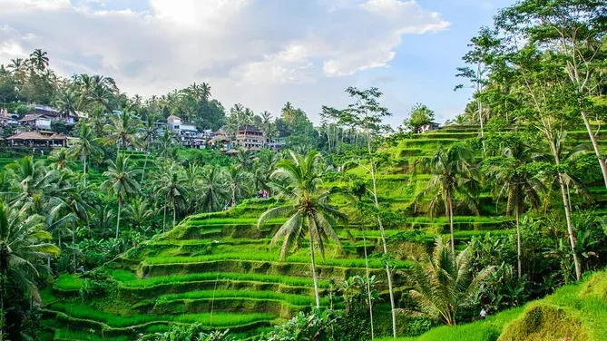 Exotic tourist places to visit in Indonesia 13 Ubud