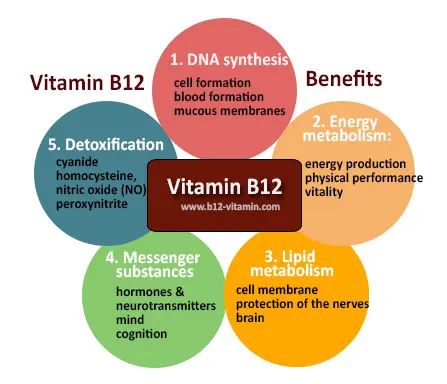importance of vitamin B12