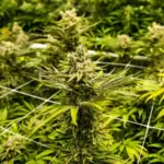 Cannabis : How dangerous is the consumption?