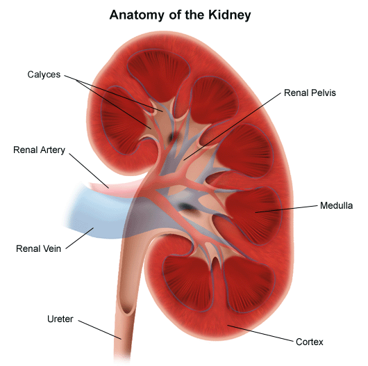 Acute Kidney Injury (AKI)