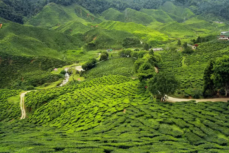 Munnar, Kerala for monsoon travel 