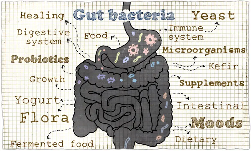 Role of Gut Microbiota in Digestion and Health