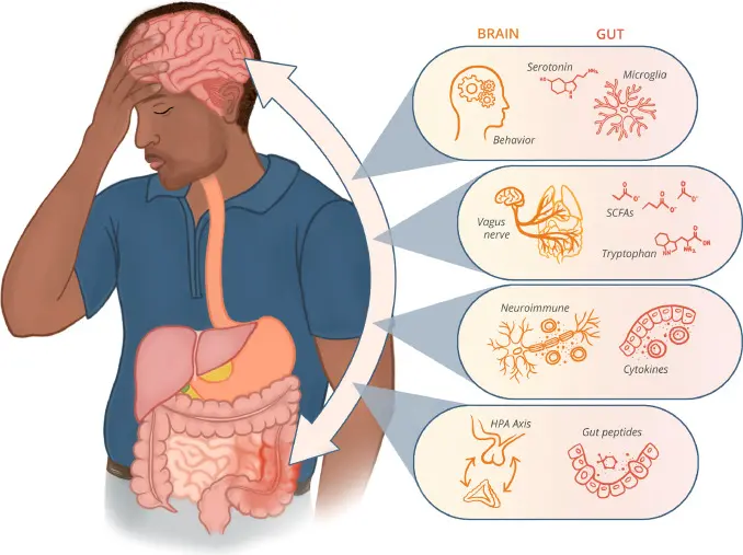 Stress Management: The Gut-Brain Connection