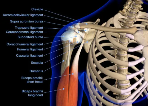 Anatomy of the Shoulder