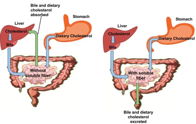 Role of Fiber in Weight Management, Appetite control, Digestion, Metabolic health 8 Improved Digestive Health