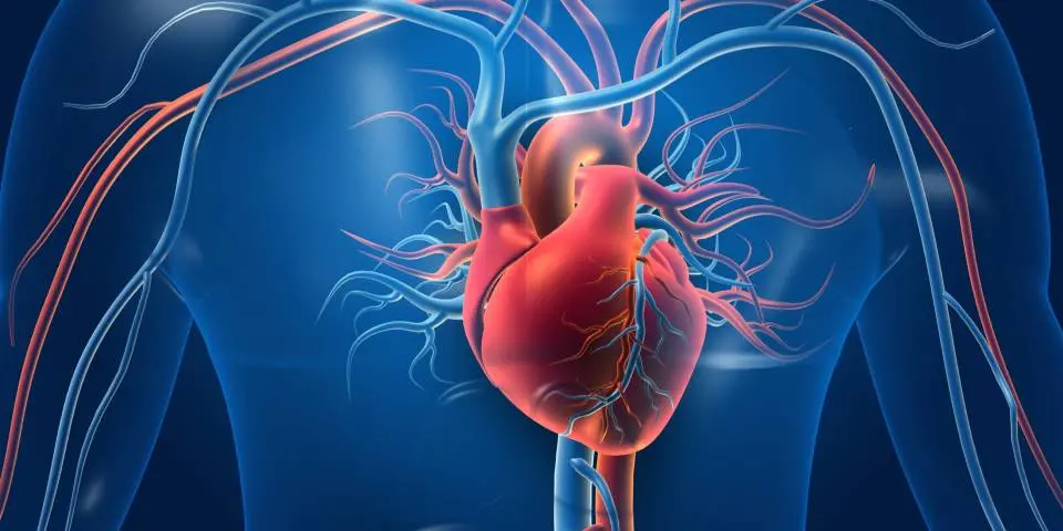 The Global Burden of Cardiovascular Diseases