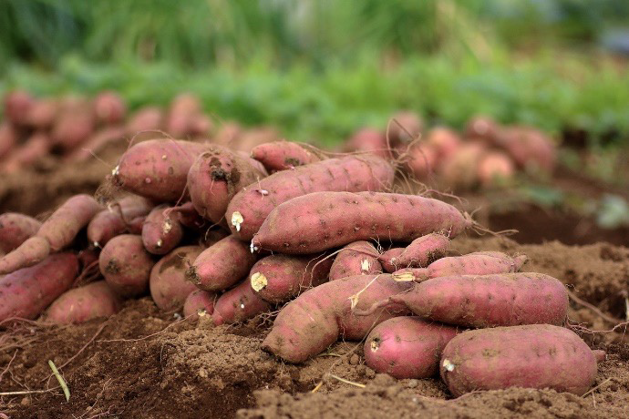 Sweet Potatoes as healthy carbohydrate 