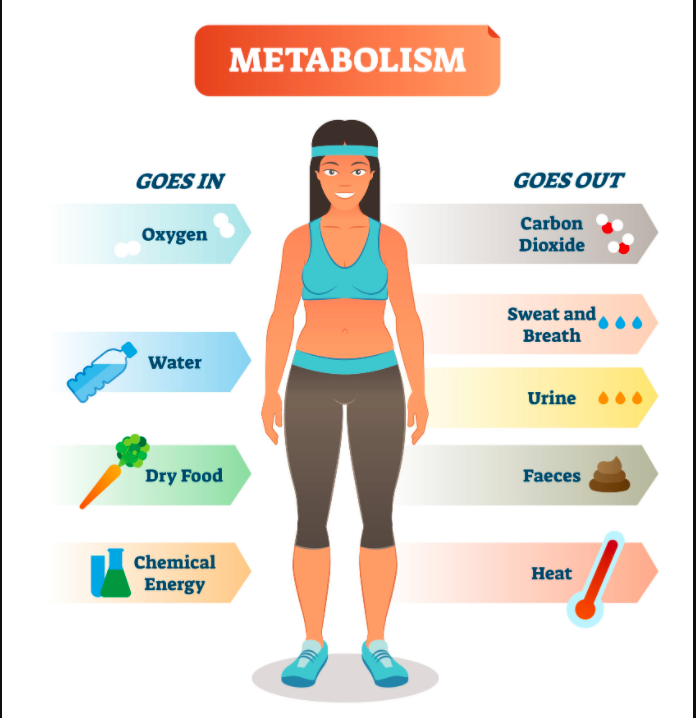 Metabolism 