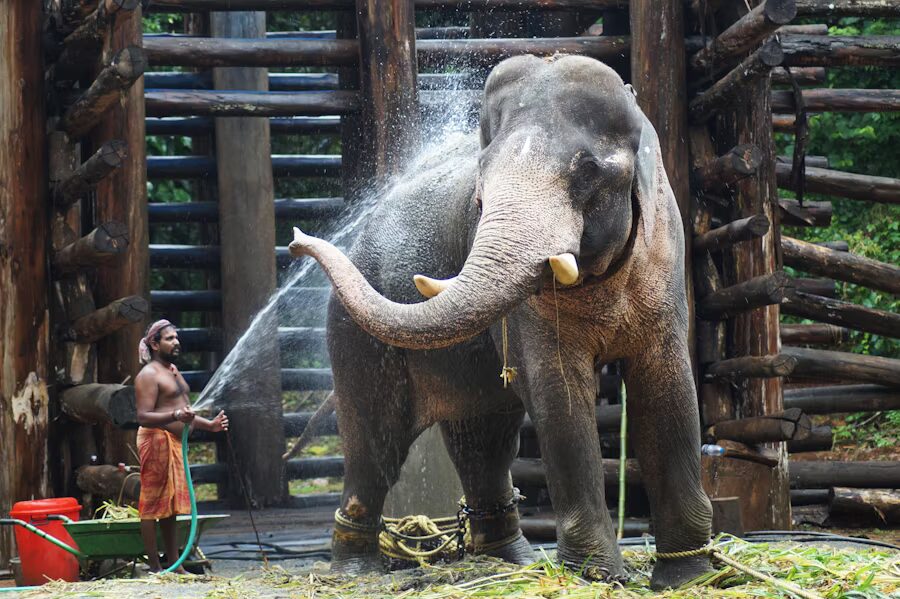 Kerala: Paradise of India 5 Thekkady, Kerala - Wildlife and Spice Plantations