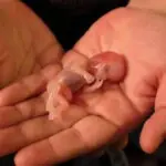 Repeated Miscarriage