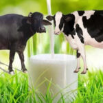 Benefits of cow and buffalo milk