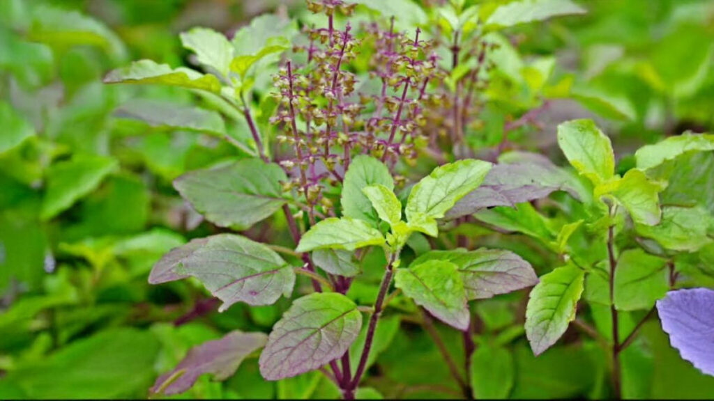 Does Tulsi Ever Become Stale? What are The Signs of Tulsi Drying Up? 5 Does Tulsi Ever Become Stale? What are The Signs of Tulsi Drying Up? - The Monk