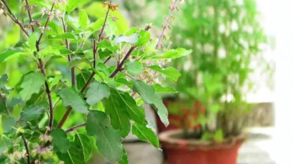 Does Tulsi Ever Become Stale? What are The Signs of Tulsi Drying Up? 6 Does Tulsi ever become stale