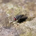 Why do flies rub against feet