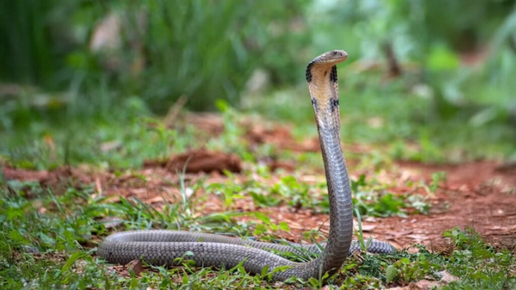 How Does a Cobra Hood Expand and Contract? Why Do Other Snakes Not Have ...