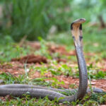 How Does a Cobra Hood Expand and Contract? Why Do Other Snakes Not Have The Ability to Do This?
