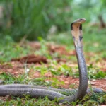 How Does a Cobra Hood Expand and Contract? Why Do Other Snakes Not Have The Ability to Do This?