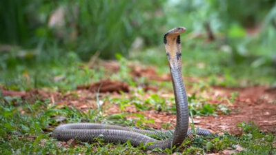 How Does a Cobra Hood Expand