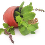 Chewing Tulsi Leaves
