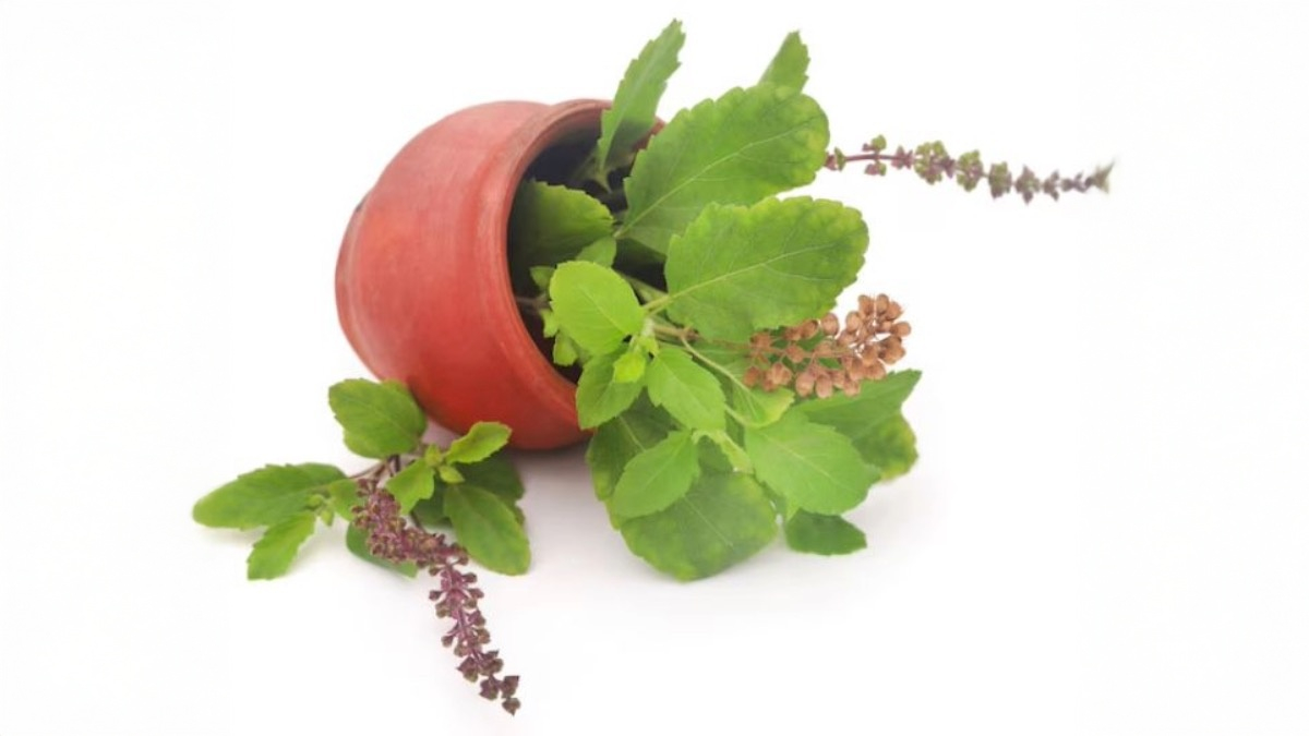 Chewing Tulsi Leaves