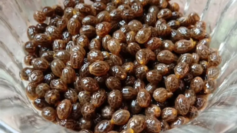 Papaya Seeds: A Natural Enemy of Kidney Stones – Benefits & How to Use