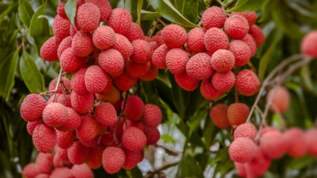 Monsoon Fruits in India