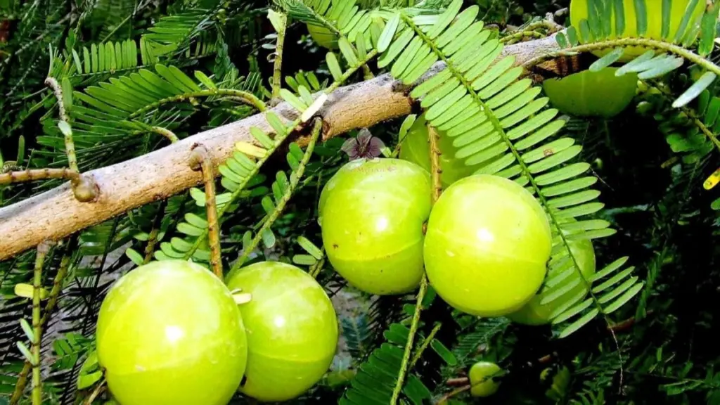 Monsoon Fruits in India