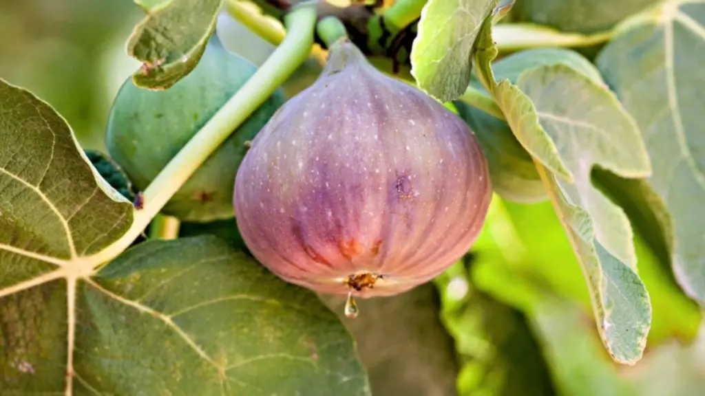 Monsoon Fruits in India
