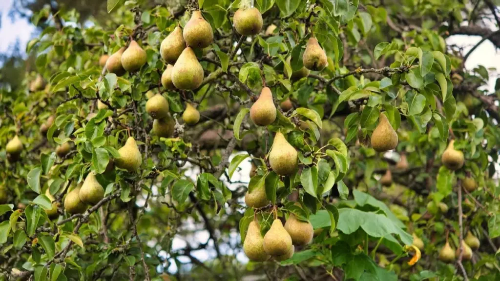 Monsoon Fruits in India