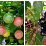 These 7 Fruits Define India’s Monsoon. Do You Remember the Taste?