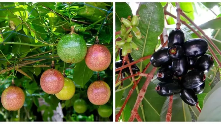 These 7 Fruits Define India’s Monsoon. Do You Remember the Taste?